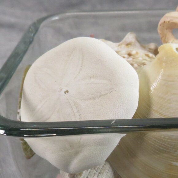 REAL Sea Shells in a Glass Square Vase and sand #12 - Picture 6 of 11